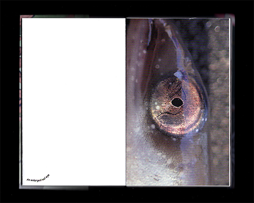 The eel book scanned page